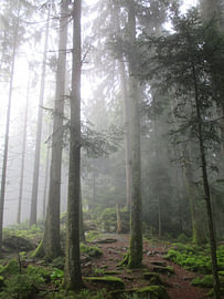 Paths of Silence IV – The Cathedral of the Forest by Helmut Martin - The Art of Stone - Steinkunst & Photographie
