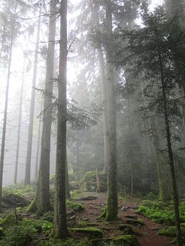 Mystischer Schwarzwald - Pfade der Stille V