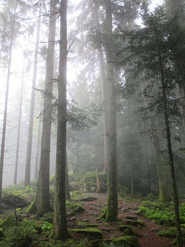 Paths of Silence IV – The Cathedral of the Forest