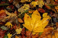 Colourful leaves