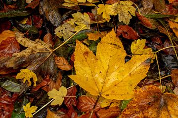 Colourful leaves van Stefan Heesch
