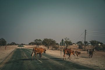 Afrikaans dorp met overstekende koeien - Namibia 2023 van Sanne Meijer