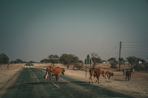 African village with cows crossing - Namibia 2023
