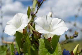 Veldwinde - 1