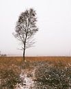 Mistige ochtend in een winters landschap op de Veluwe van Max van Gils thumbnail