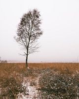 Foggy morning in a winter landscape on the Veluwe