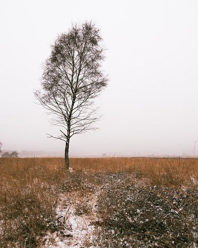 Mistige ochtend in een winters landschap op de Veluwe
