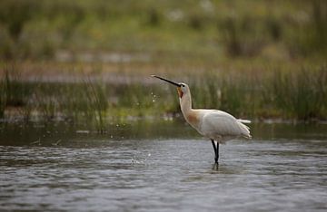 spoonbill by Frank Smedts