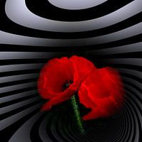 Mohnblüten und Opart