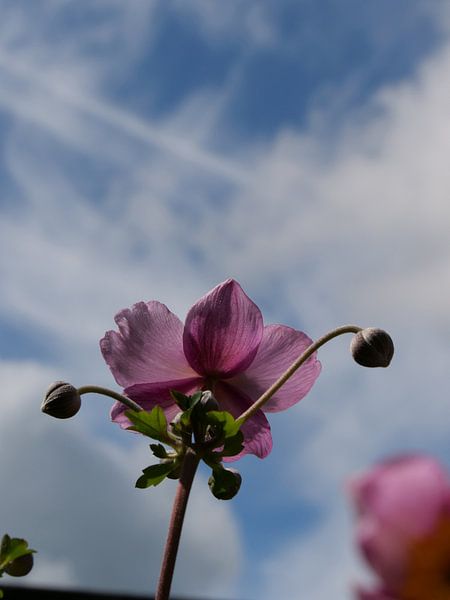 Paarse bloem in de lucht van SiS4you