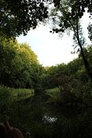 Amsterdam forest
