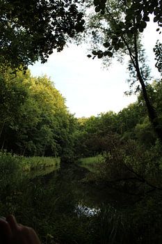 Amsterdamer Wald