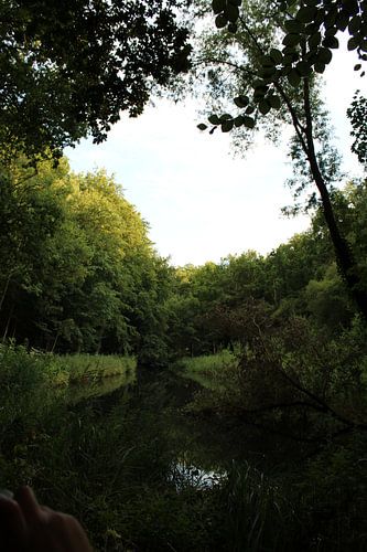 Amsterdam forest