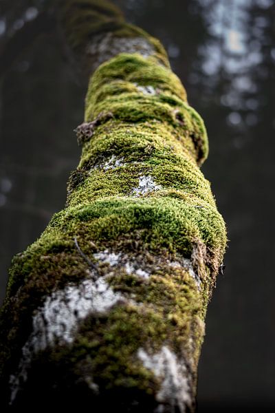 Mit Moos überwachsener Baum von K. Engelhardt Photography