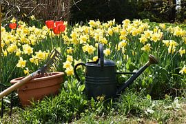 Die ersten Blumen im Garten im Frühling von Claude Laprise
