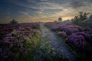 Heide in de Schoorlse duinen met mist #9 van peterheinspictures