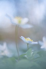 Buschwindröschen: bezaubernde Frühlingsblume