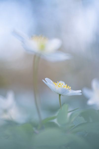Wood anemone: enchanting spring flower by Moetwil en van Dijk - Fotografie
