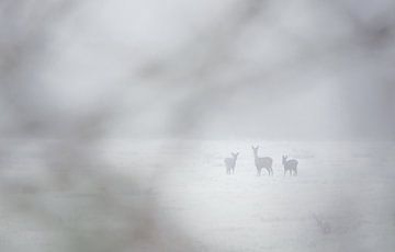 Familie ree in de sneeuw van Danny Slijfer Natuurfotografie