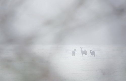Familie ree in de sneeuw
