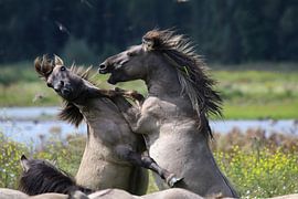 Krachtmeting in de Oostvaardersplassen