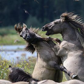 A showdown in the Oostvaardersplassen by JacArt Prints