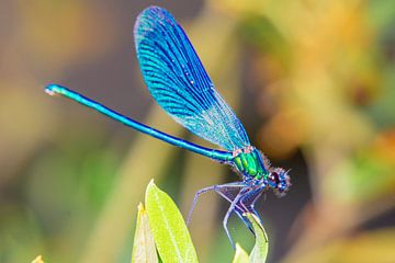 Blue jewel in the summer sun