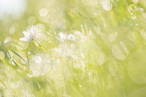 The wood anemone by Danny Slijfer Natuurfotografie