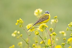 Yellow wagtail in a tuft of rapeseed by Roosmarijn Bruijns