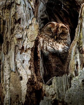 Tawny owl in the back corner by Roy Kreeftenberg