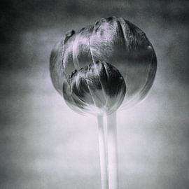 Timeless Elegance by Maikel van der Beek