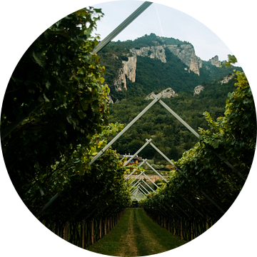 Een kijkje door een wijngaard in Arco, Italië van Manon Verijdt