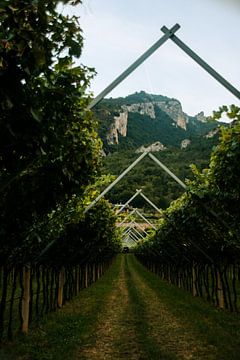 Een kijkje door een wijngaard in Arco, Italië