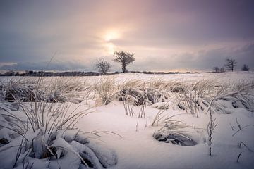 Winterlandschap in de duinen van Nederland van Jolanda Aalbers