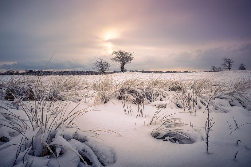 Winter landscape in the dunes of the Netherlands by Jolanda Aalbers