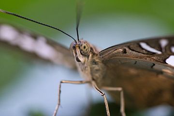Exotischer Schmetterling auf einem Blatt mit dem Blick zum Betrachter von Martin Köbsch