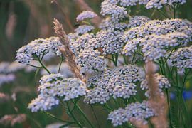 Rustic wildflowers in the evening light by Kimfaesdesign