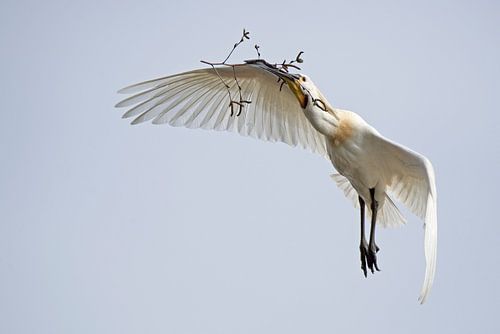 Lepelaar sur CreaBrig Fotografie