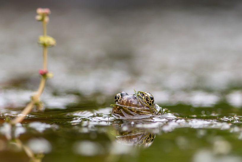 Frosch im Teich von Diantha Risiglione