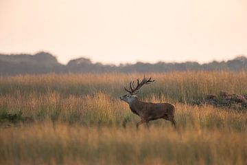 Blusterous Red Deer / Stag (Cervus elaphus) walks through wide open grassland, backlight situation, 