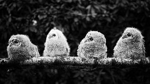 Four wood owl chicks #2