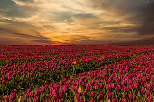 Tulpenfelder in den Niederlanden, die Zwiebelfelder
