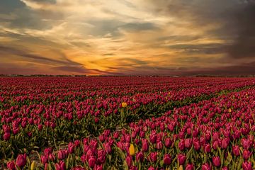 Tulpenvelden in Nederland, de Bollenvelden