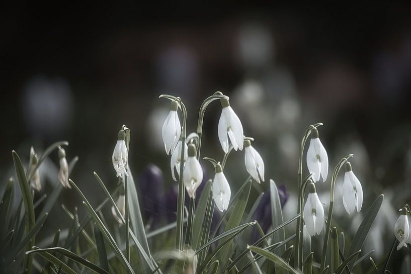 Schneeklöckchen auf einer Wiese mit  zarten Blütenblattern von Martin Köbsch