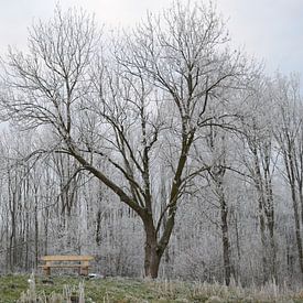 Die Bank und der Baum von ESB-Fotografie