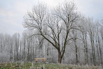 Die Bank und der Baum