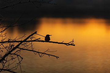 Kingfisher watches the sun set by Mirella Zwanenburg