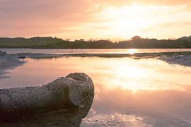 boomstam von Frank Kremer