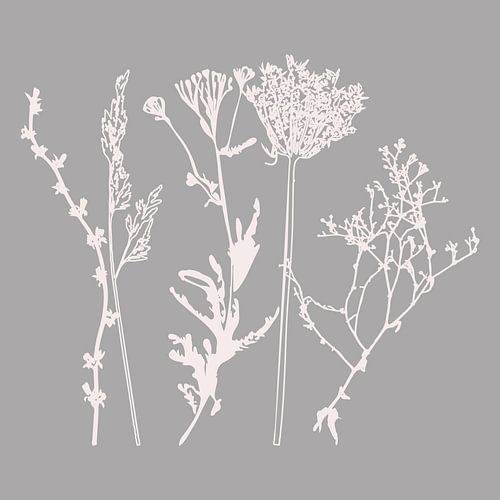 Art botanique moderne. Fleurs, plantes, herbes et graminées en gris et blanc. 8