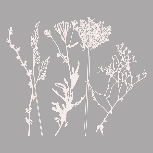 Modern Botanical Art. Flowers, plants, herbs and grasses in grey and white no. 8 by Dina Dankers